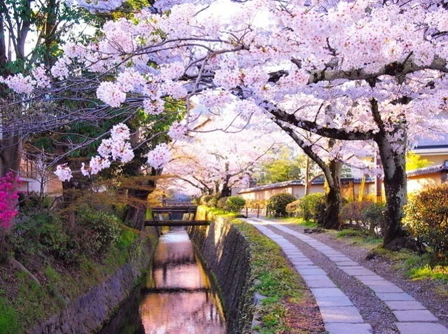 京都市北区紫野西藤ノ森1